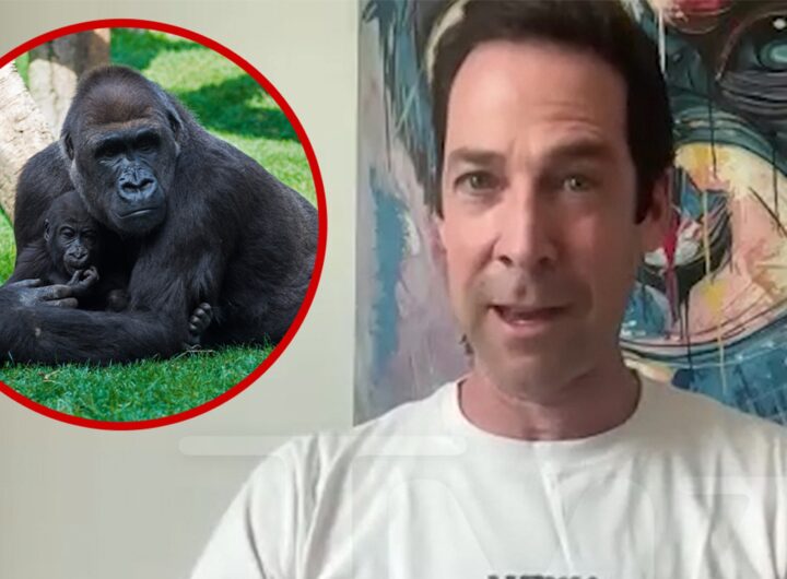 Top Primatologist Explains Why 100 Men vs 1 Gorilla Fight Wouldn't Happen