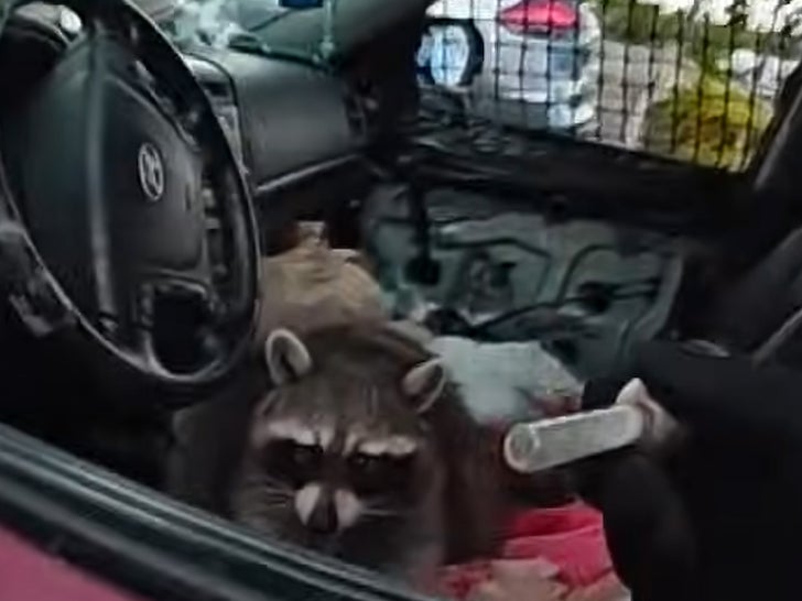 Ohio Raccoon Caught on Video Handling Meth Pipe During Owner's Drug Arrest Springfield Township police with raccoon during drug arrest