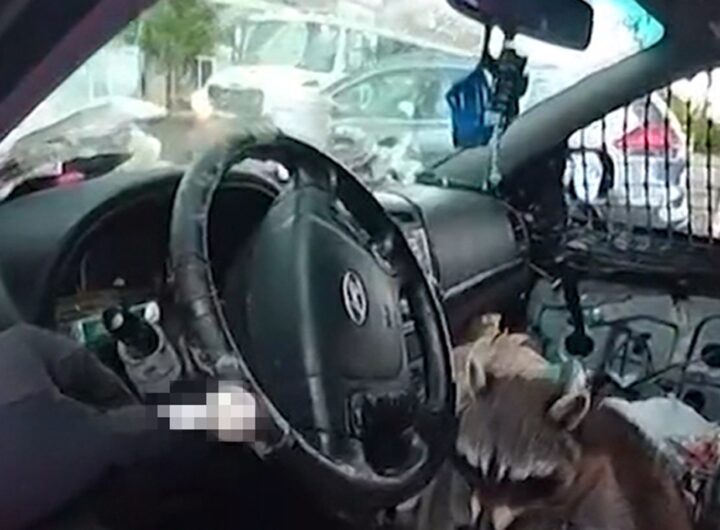 Raccoon Grabs Pipe & Puts it to Mouth During Woman's Arrest, on Video